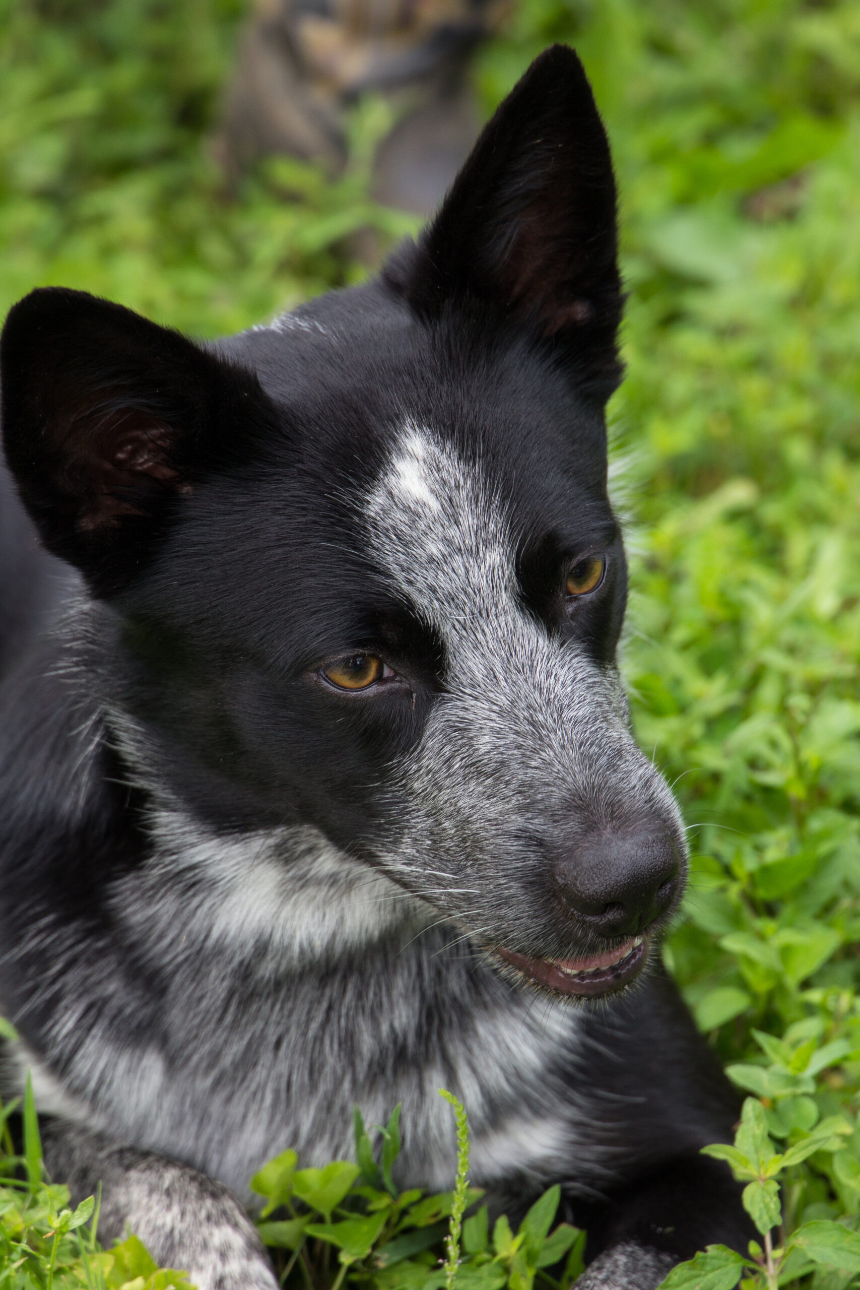 View More: https://judybrownphoto.pass.us/north-mountain-2019