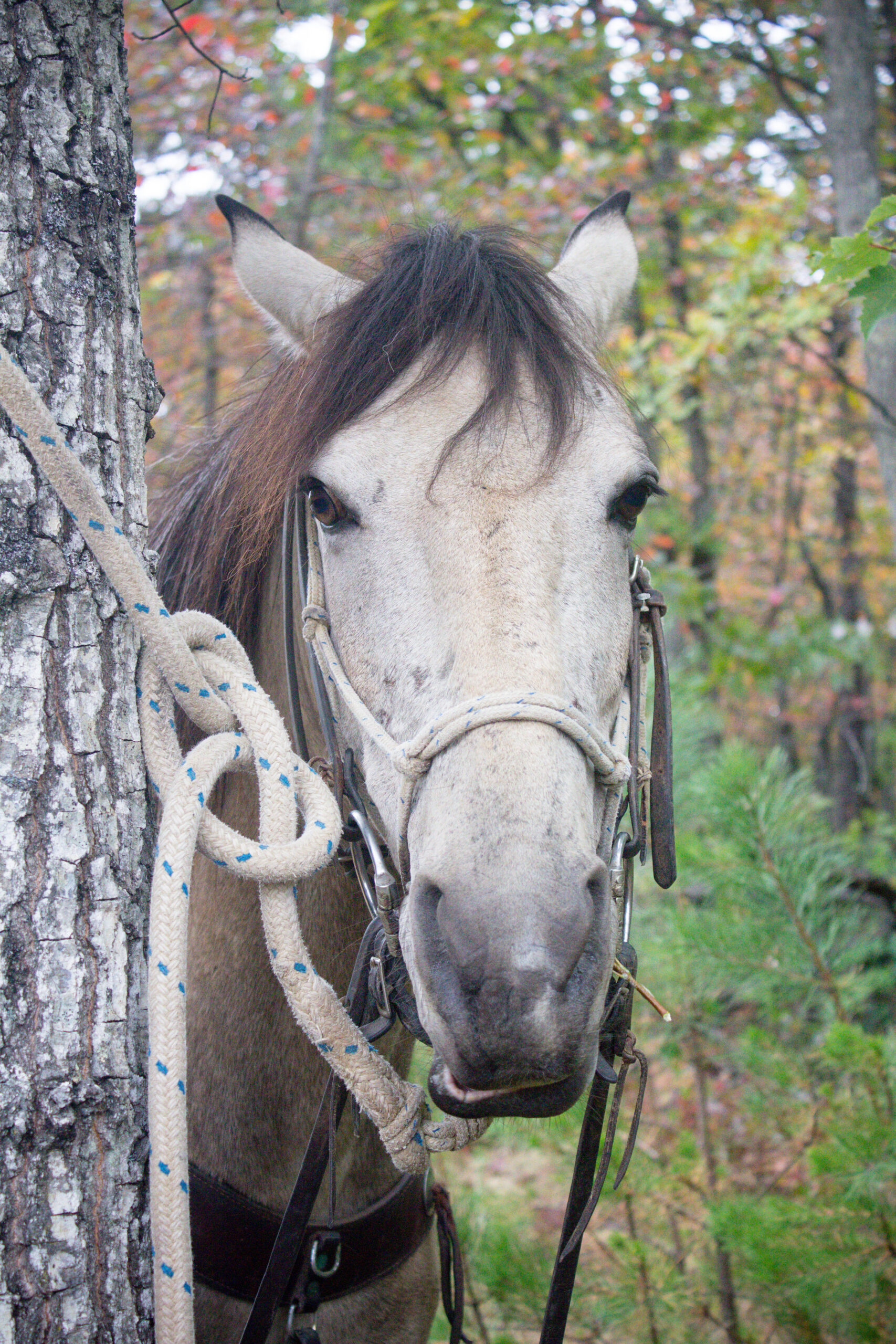 View More: https://judybrownphoto.pass.us/north-mountain-fall-2019