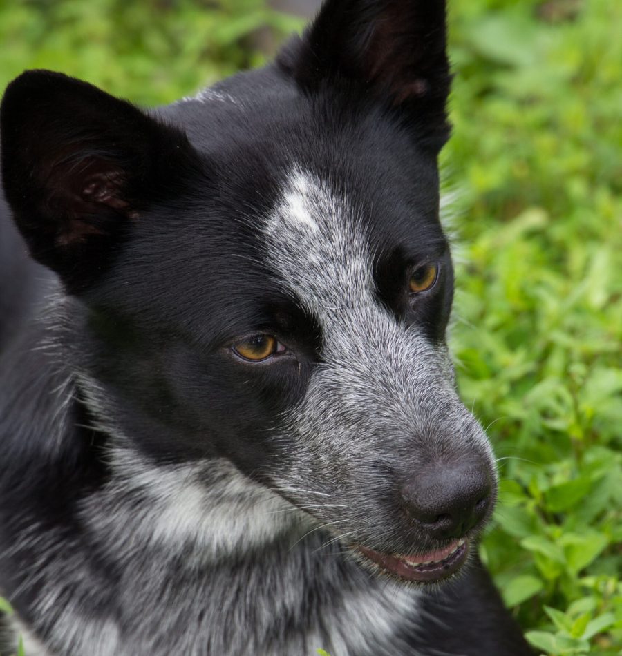 View More: https://judybrownphoto.pass.us/north-mountain-2019