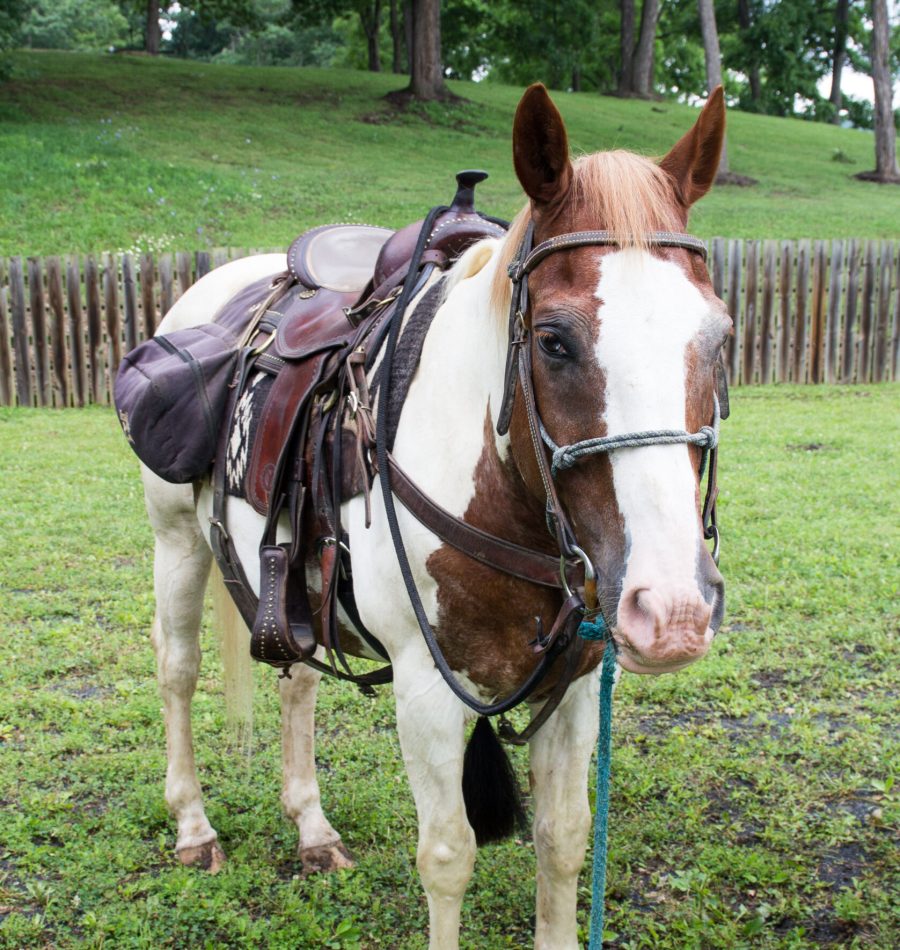 View More: https://judybrownphoto.pass.us/north-mountain-2019