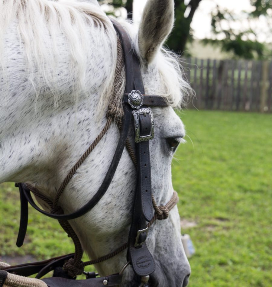 View More: https://judybrownphoto.pass.us/north-mountain-2019