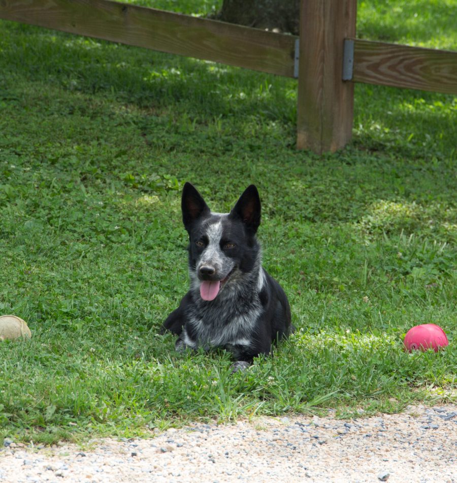 View More: https://judybrownphoto.pass.us/north-mountain-2019