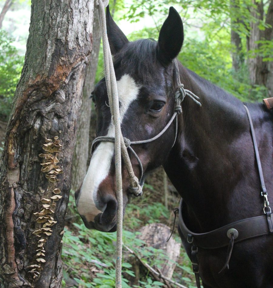 View More: https://judybrownphoto.pass.us/north-mountain-cowgirl-weekend-2018