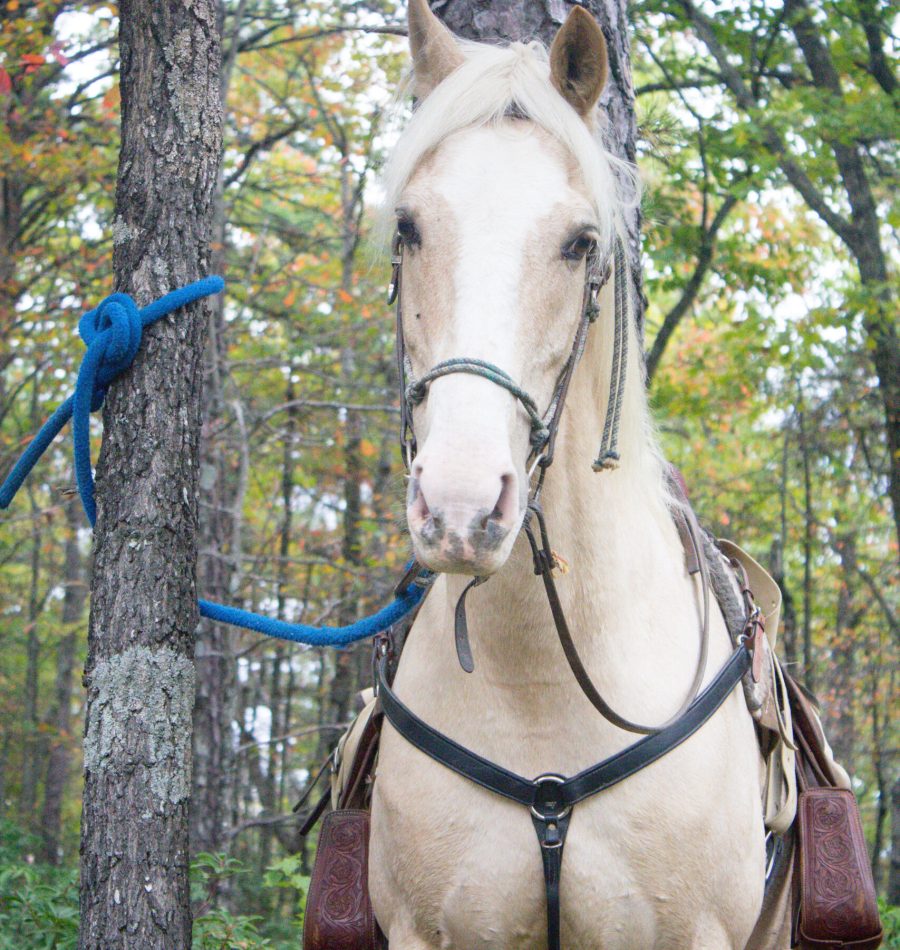 View More: https://judybrownphoto.pass.us/north-mountain-fall-2019