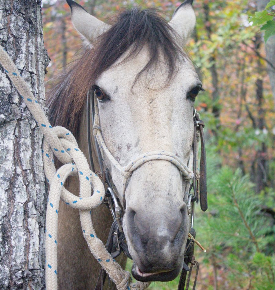 View More: https://judybrownphoto.pass.us/north-mountain-fall-2019