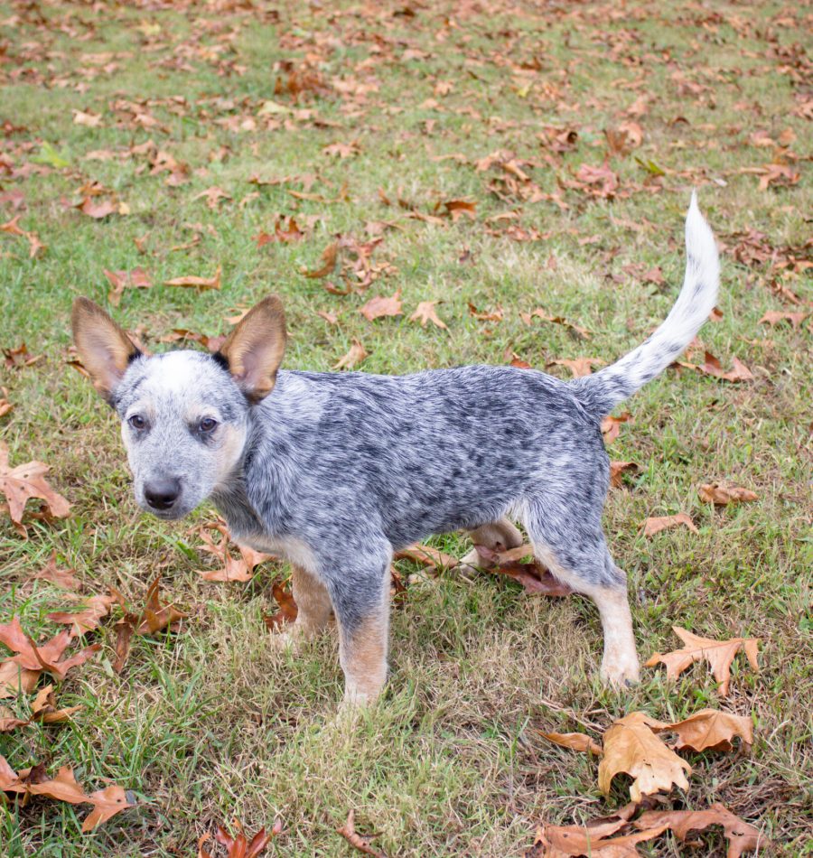 View More: https://judybrownphoto.pass.us/north-mountain-fall-2019