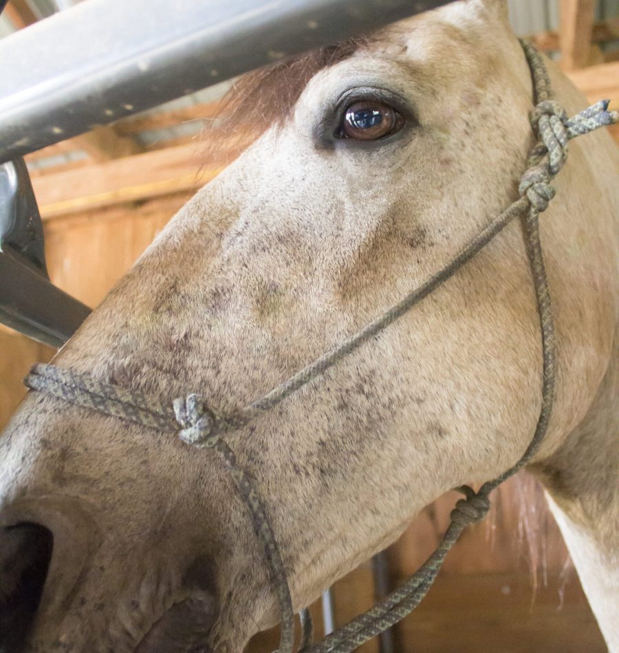 View More: https://judybrownphoto.pass.us/north-mountain-fall-2019